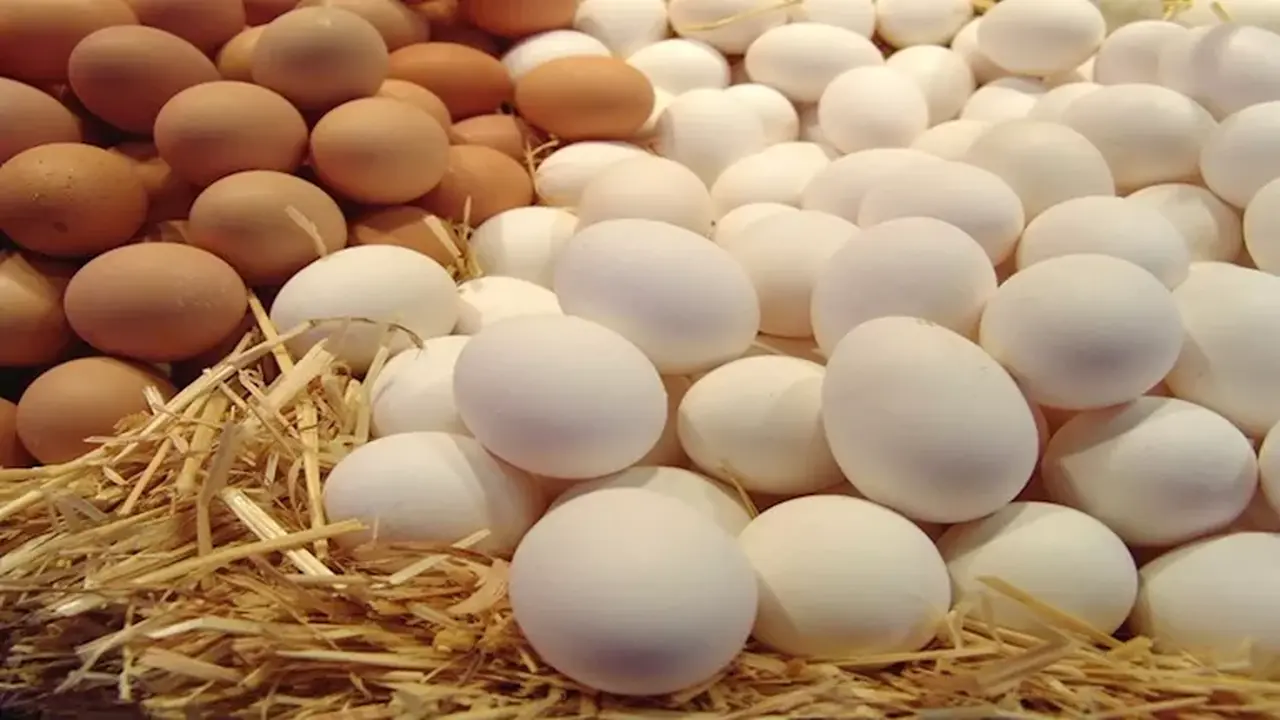 ما وراء انخفاض سعر طبق البيض 45 جنيهاً في الأسواق؟